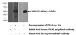 VWA1 Antibody in Western Blot (WB)