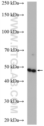 VWA1 Antibody in Western Blot (WB)