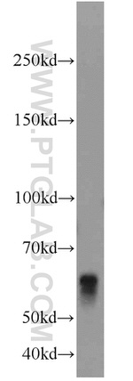 BCO2 Antibody in Western Blot (WB)