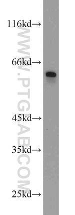 BCO2 Antibody in Western Blot (WB)