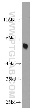 CADM1 Antibody in Western Blot (WB)