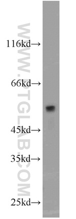 CADM1 Antibody in Western Blot (WB)