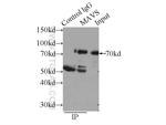 MAVS/VISA Antibody in Immunoprecipitation (IP)