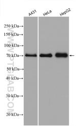 MAVS/VISA Antibody in Western Blot (WB)