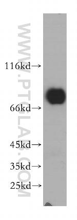 MAVS/VISA Antibody in Western Blot (WB)