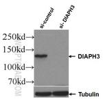 DIAPH3 Antibody in Western Blot (WB)