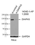 DIAPH3 Antibody in Western Blot (WB)