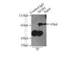 NUB1 Antibody in Immunoprecipitation (IP)