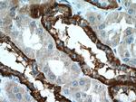 NOX4 Antibody in Immunohistochemistry (Paraffin) (IHC (P))