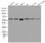 NOX4 Antibody in Western Blot (WB)