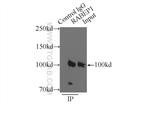 RABEP1 Antibody in Immunoprecipitation (IP)