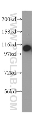 RABEP1 Antibody in Western Blot (WB)