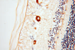 RBP3 Antibody in Immunohistochemistry (Paraffin) (IHC (P))