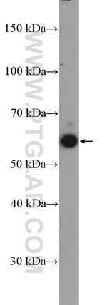 MEF2D Antibody in Western Blot (WB)