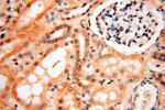 ERG Antibody in Immunohistochemistry (Paraffin) (IHC (P))