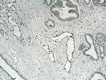 ERG Antibody in Immunohistochemistry (Paraffin) (IHC (P))