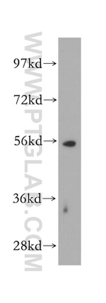 ERG Antibody in Western Blot (WB)