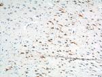 PTGER3 Antibody in Immunohistochemistry (Paraffin) (IHC (P))