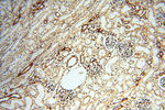 RBM3 Antibody in Immunohistochemistry (Paraffin) (IHC (P))