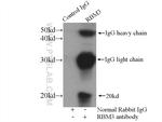 RBM3 Antibody in Immunoprecipitation (IP)