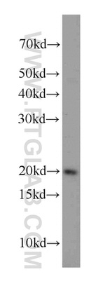 RBM3 Antibody in Western Blot (WB)