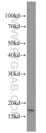 RBM3 Antibody in Western Blot (WB)