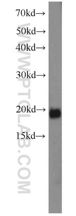 RBM3 Antibody in Western Blot (WB)