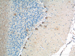 PKC gamma Antibody in Immunohistochemistry (Paraffin) (IHC (P))