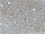 PKC gamma Antibody in Immunohistochemistry (Paraffin) (IHC (P))