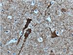 PKC gamma Antibody in Immunohistochemistry (Paraffin) (IHC (P))