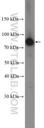 PKC gamma Antibody in Western Blot (WB)