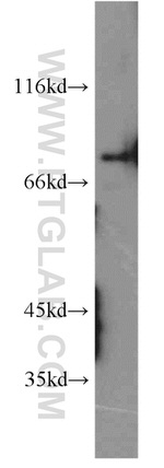 PKC gamma Antibody in Western Blot (WB)