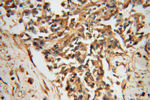 FAM175A Antibody in Immunohistochemistry (Paraffin) (IHC (P))