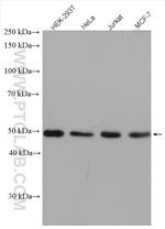 FAM175A Antibody in Western Blot (WB)