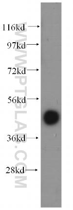 FAM175A Antibody in Western Blot (WB)