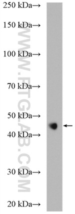FAM175A Antibody in Western Blot (WB)