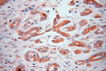 GAA Antibody in Immunohistochemistry (Paraffin) (IHC (P))