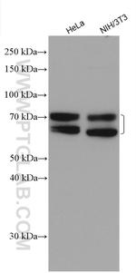 MTMR2 Antibody in Western Blot (WB)