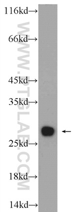 PSMA2 Antibody in Western Blot (WB)