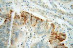 PON2 Antibody in Immunohistochemistry (Paraffin) (IHC (P))