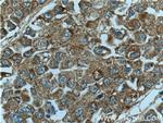 PON2 Antibody in Immunohistochemistry (Paraffin) (IHC (P))