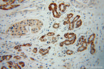 NIT1 Antibody in Immunohistochemistry (Paraffin) (IHC (P))