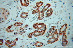 NIT1 Antibody in Immunohistochemistry (Paraffin) (IHC (P))