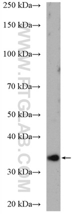 NIT1 Antibody in Western Blot (WB)