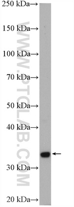 NIT1 Antibody in Western Blot (WB)