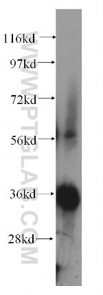 NIT1 Antibody in Western Blot (WB)