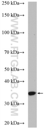 NIT1 Antibody in Western Blot (WB)