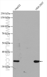 NIT1 Antibody in Western Blot (WB)