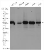 CDT1 Antibody in Western Blot (WB)