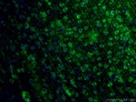 Fascin Antibody in Immunohistochemistry (PFA fixed) (IHC (PFA))